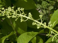 Chinese thunder god vine may treat obesity