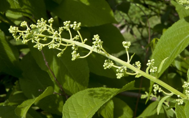 Chinese thunder god vine may treat obesity