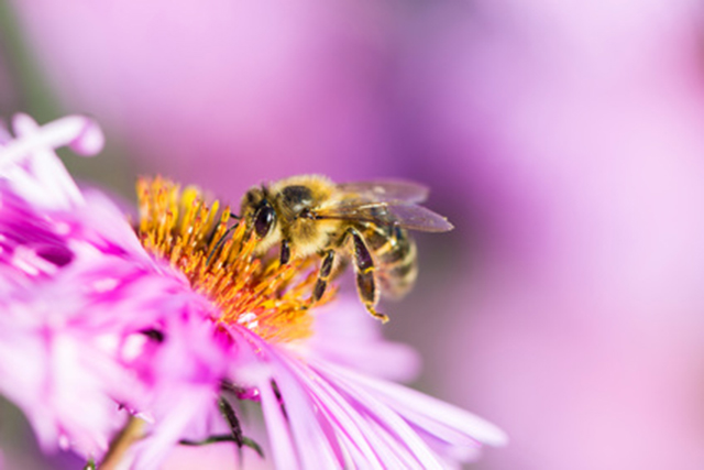 Common pesticides attract bees and kill them