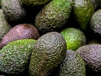 Avocados may be key to beating leukemia