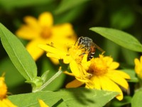 Honeybee deaths surged in the last year