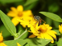 Honeybee deaths surged in the last year
