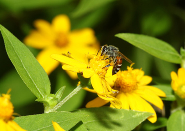 Honeybee deaths surged in the last year