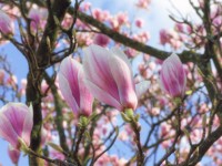 Magnolia extract may fight head and neck cancers