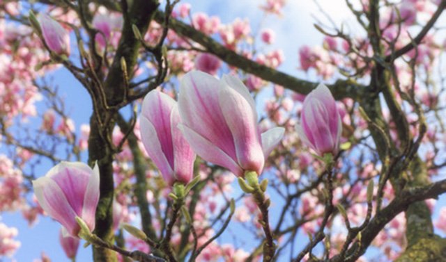 Magnolia extract may fight head and neck cancers