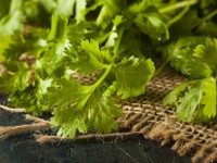 Top 10 reasons to eat cilantro