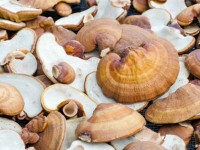 This ancient Chinese mushroom can help you lose weight