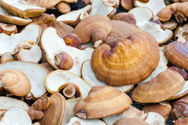 This ancient Chinese mushroom can help you lose weight