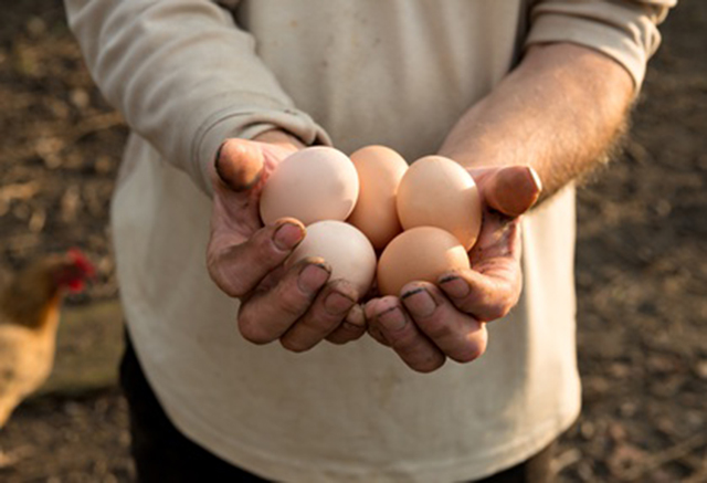 High protein foods boost heart health