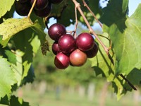 Muscadine grapes may fight Alzheimer’s