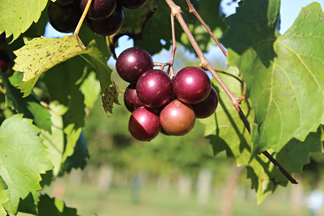 Muscadine grapes may fight Alzheimer’s