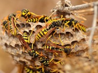 Wasp venom may kill cancer cells
