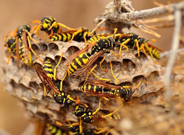 Wasp venom may kill cancer cells