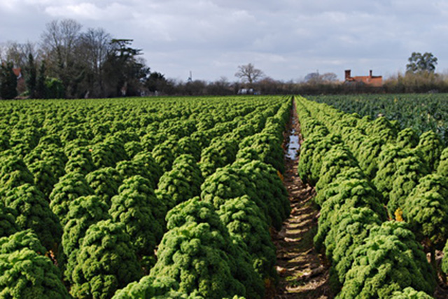 Go organic: Kale in California contains illegal pesticides