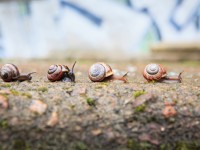DIY natural snail repellents