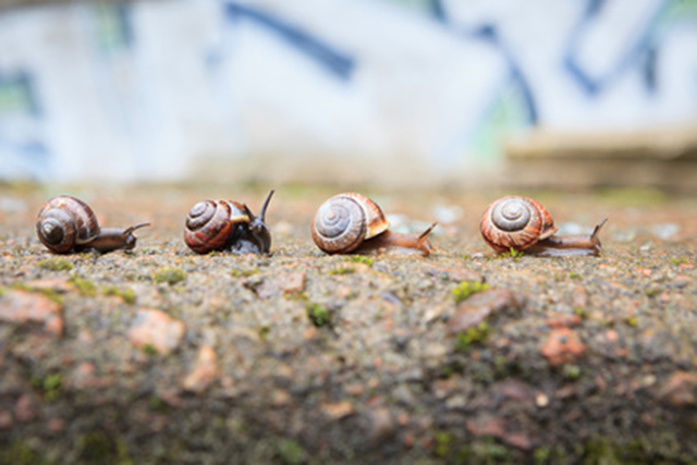 DIY natural snail repellents