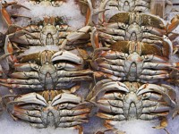 Why you should stay away from Dungeness crab