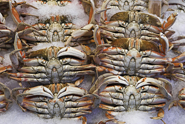 Why you should stay away from Dungeness crab