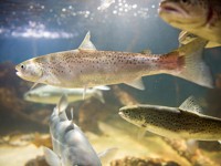 Costco refuses to sell GMO salmon