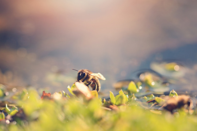 Home Depot is banning bee-killing insecticides