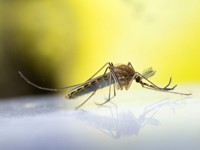CDC reports 9 new cases of Zika virus in pregnant women