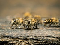 World food supply in crisis with decline of pollinators