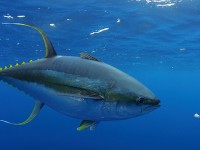 Ocean pollutants in tuna weaken the immune system