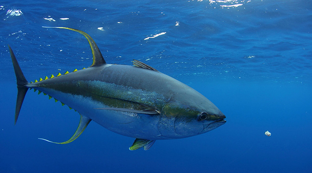Ocean pollutants in tuna weaken the immune system