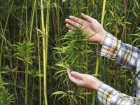 Hemp production is changing the global economy for the better