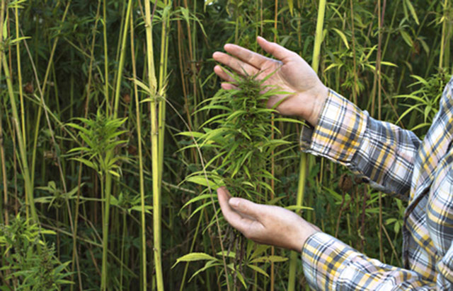 Hemp production is changing the global economy for the better
