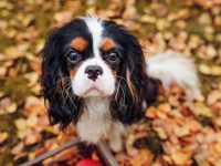 Salmon garlic treats for dogs