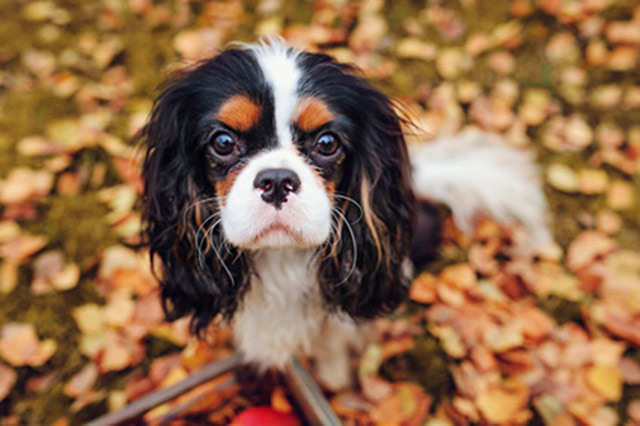 Salmon garlic treats for dogs