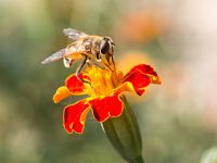 Bees are on the endangered list for first time in the U.S.