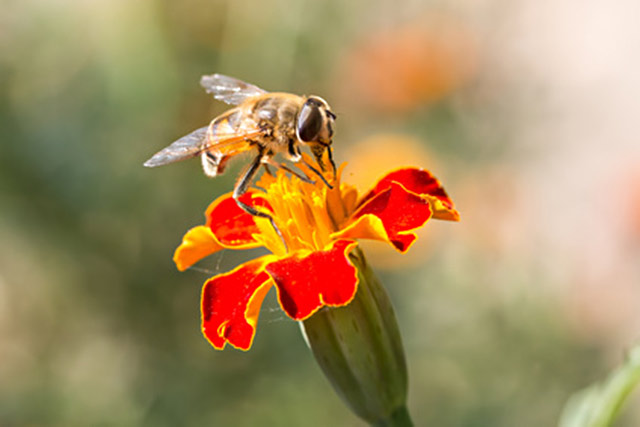 Bees are on the endangered list for first time in the U.S.