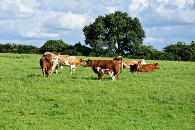 Costco is buying acres of farmland for organic farmers