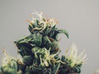 Could medical marijuana change opioid overuse?