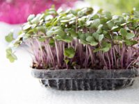 Red cabbage microgreens lower bad cholesterol