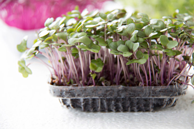 Red cabbage microgreens lower bad cholesterol