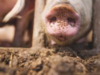 Dangerous superbug was found on an American pig farm