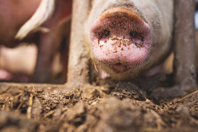 Dangerous superbug was found on an American pig farm