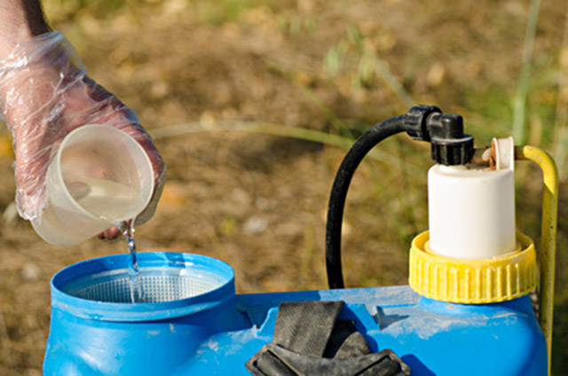 How does Roundup affect your liver?