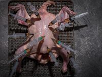 Antibiotics in meat continue to rise despite promises
