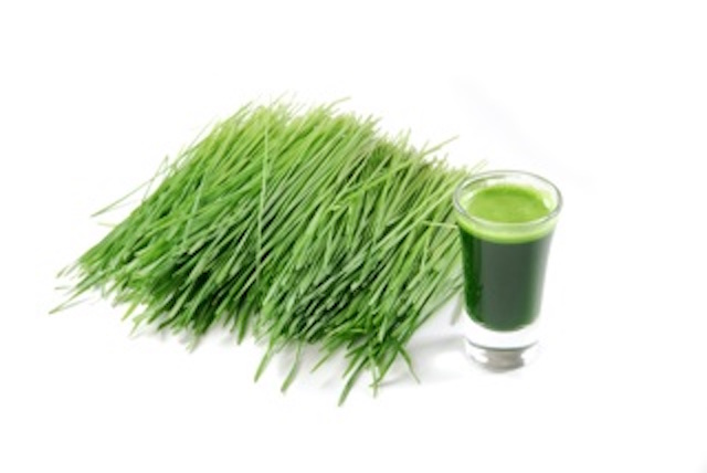 A shot glass of wheatgrass with fresh cut wheat grass